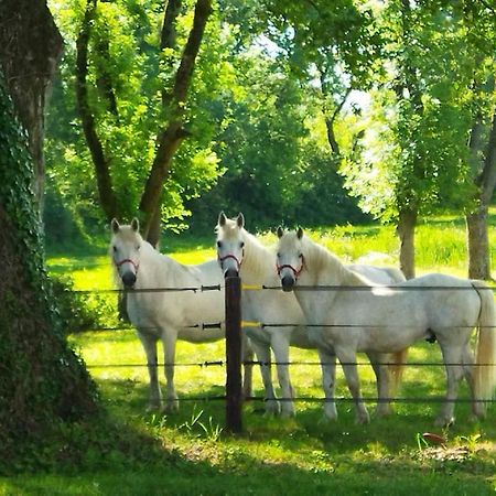 Maison De Campagne Au Coeur D'Un Elevage De Poneys Connemara Le Landreau ภายนอก รูปภาพ