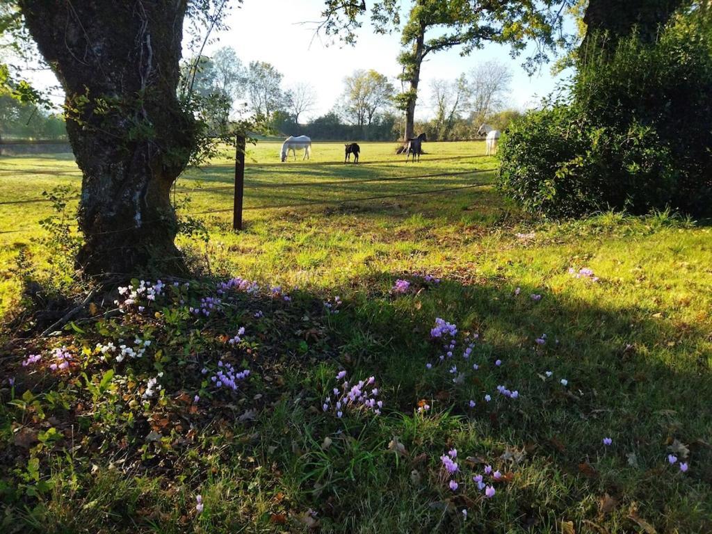Maison De Campagne Au Coeur D'Un Elevage De Poneys Connemara Le Landreau ภายนอก รูปภาพ